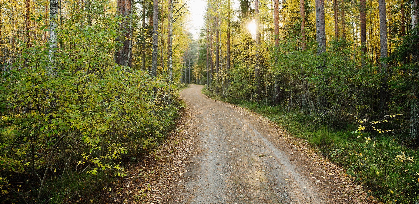 Skogsväg
