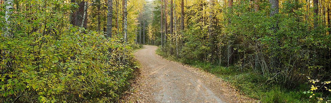 road in the forest